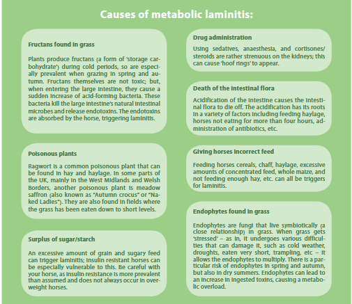 Infographic Laminitis