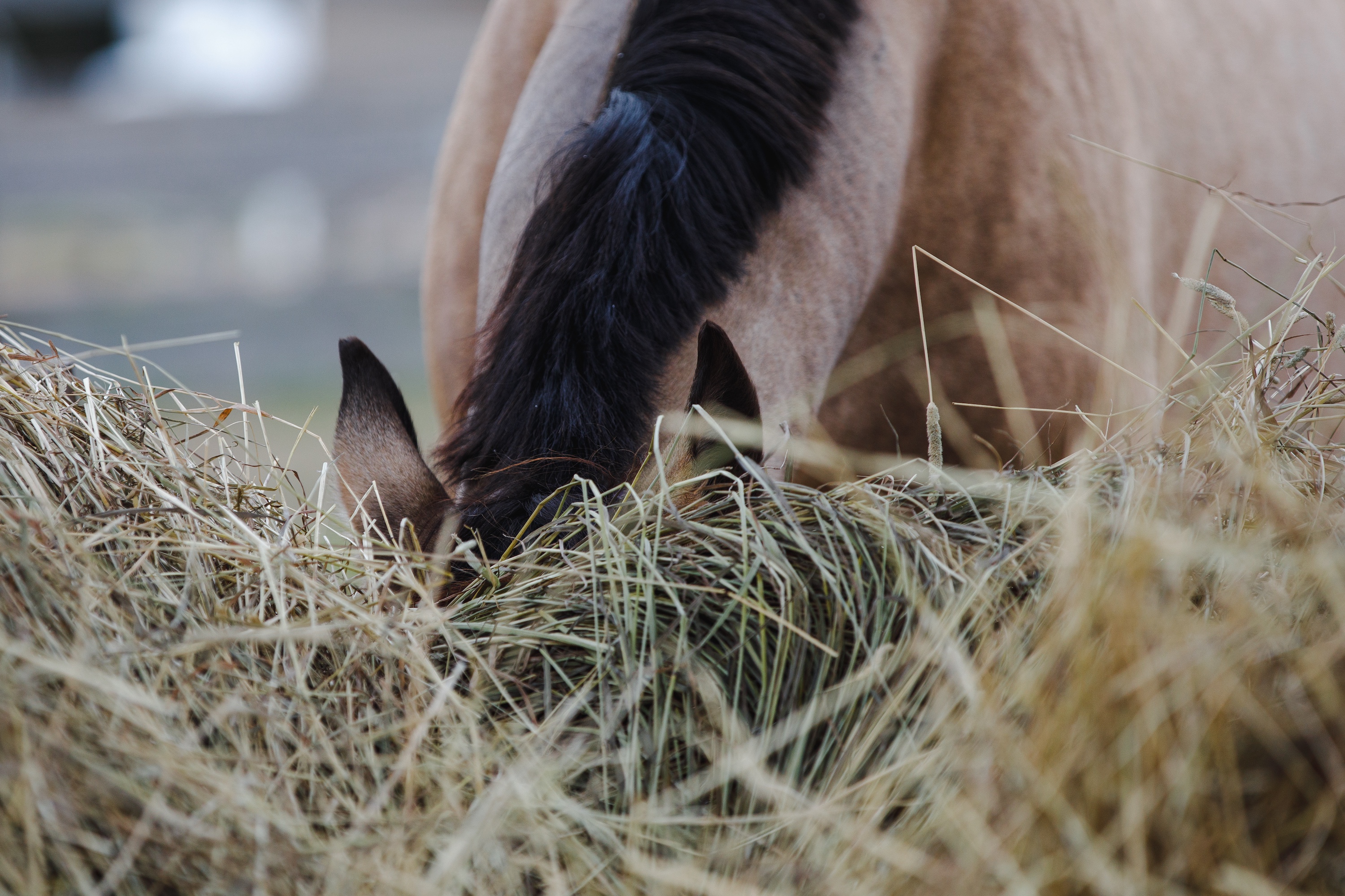 Horse eating hay