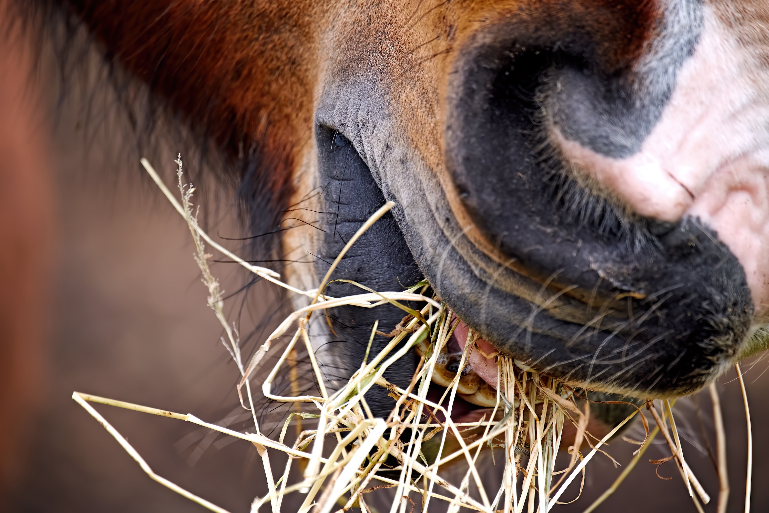 Roughage fiber length hay