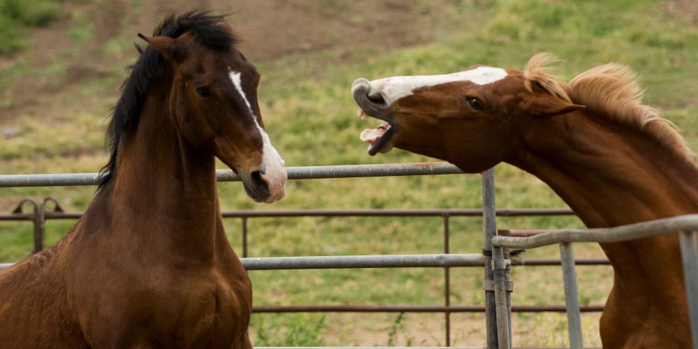 Wenn Pferde Stress haben: Ursachen, Symptome und Prävention