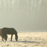 Pasture care: preparing the fields for winter