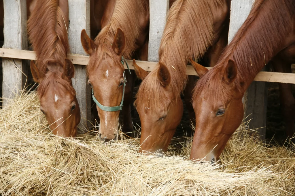 Horses together in the stable