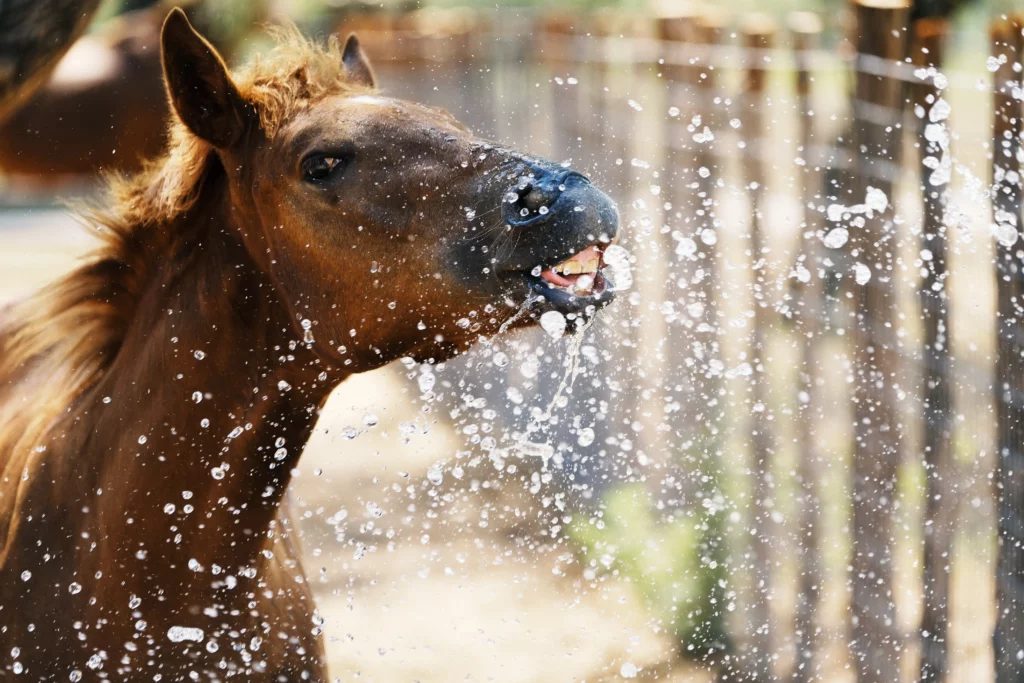 Water play with a foal