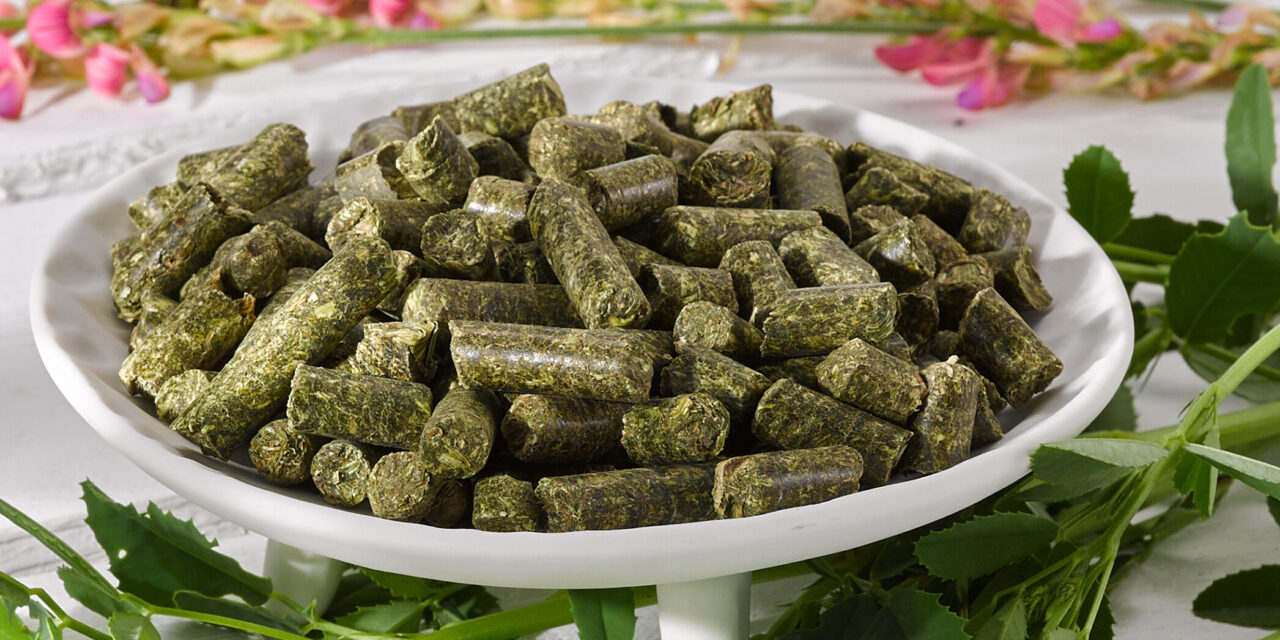 Sainfoin: a valuable hint, especially for poor doers