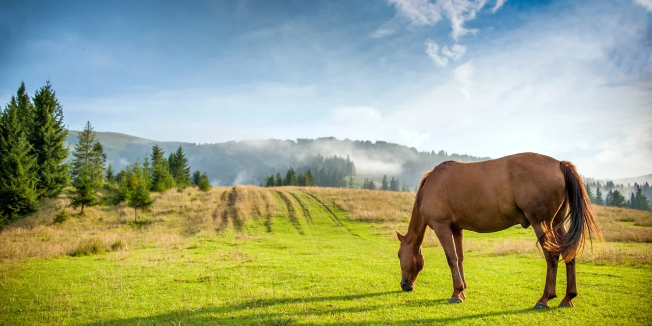 Laminitis from grazed down short grass fields – is that possible?