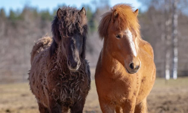 How to recognise Equine Cushing’s Disease correctly