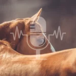 Podcast #5 – Stress in Horses: How to Recognize It and What Really Helps