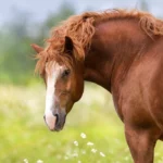 Fact Sheet: EMS, Cushing´s Disease & Insulin Resistance