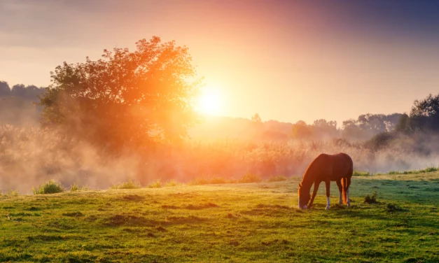 Autumn grazing – more dangerous than you think!