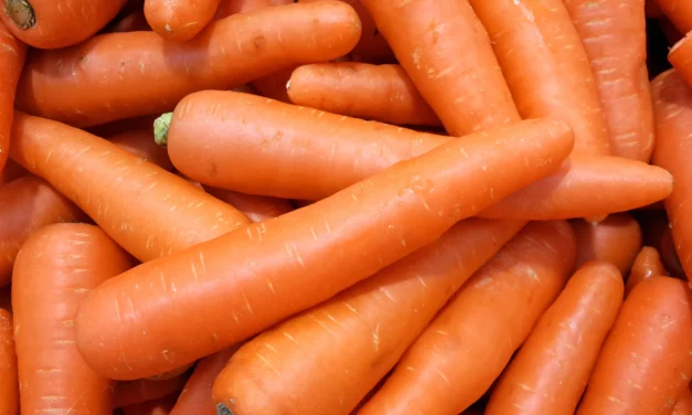 Feeding carrots – yes or no?