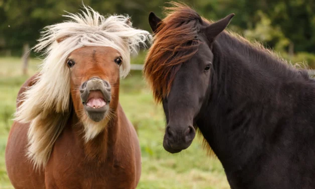 10 early warning signs for laminitis