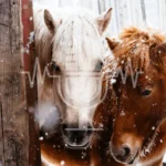 Podcast #6 – Clipping, Blanketing, or Fluffy Coat? How to Keep Your Horse Comfortable in Winter
