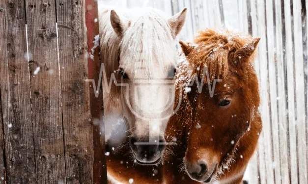 Podcast #6 – Clipping, Blanketing, or Fluffy Coat? How to Keep Your Horse Comfortable in Winter