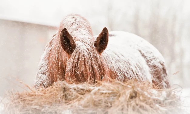 Top 5 Winter Feeding Mistakes