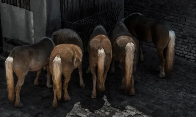 Free Faecal Water Syndrome (FFWS): When the tail freezes