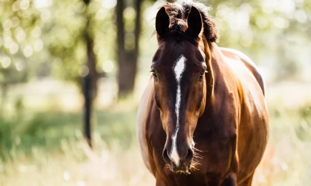 10 good New Years’ resolutions to organise your daily horse chaos