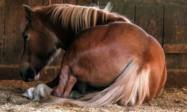 Immediate measures for colic