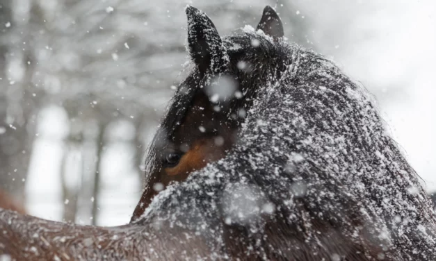 Protecting horses in bad weather