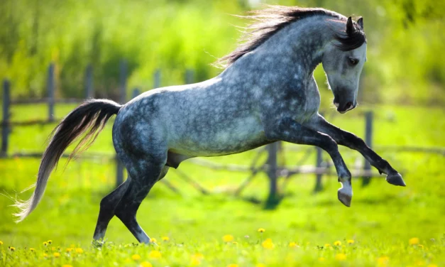 Springtime in full swing: When the horses become too energetic