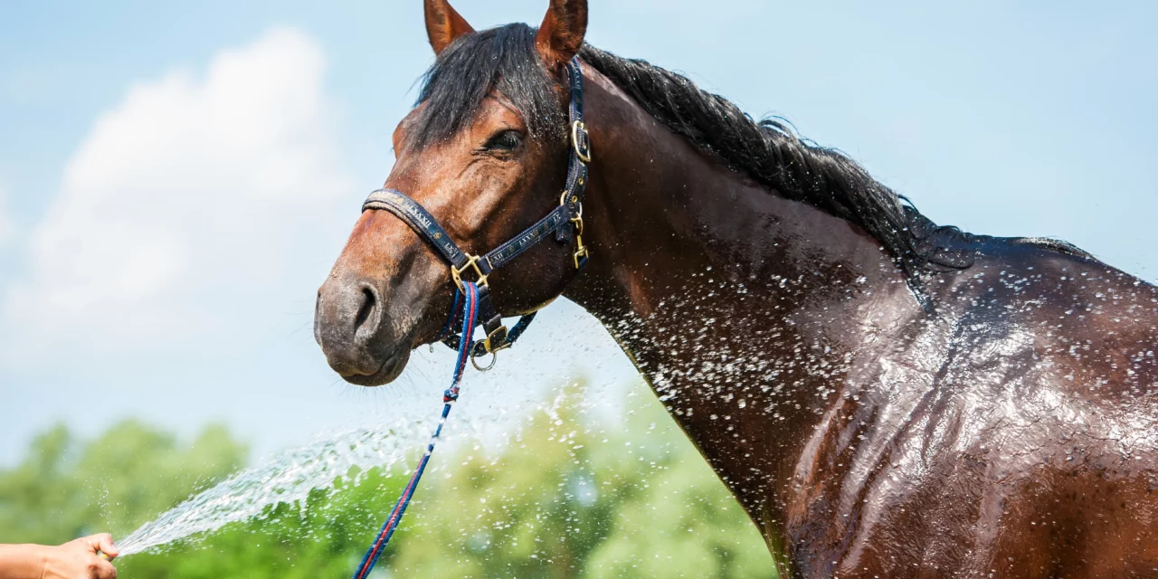 Hosing horses down the right way!