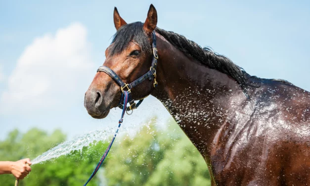 Hosing horses down the right way!