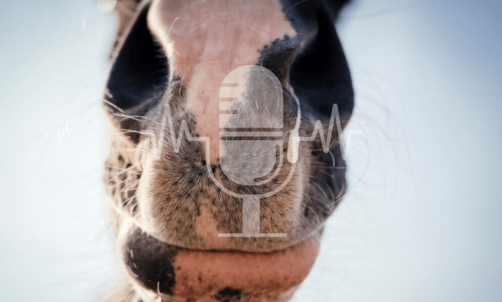 Podcast #8 – When the Cold Wave Hits Your Barn: How to Help Horses with Colds and Respiratory Infections