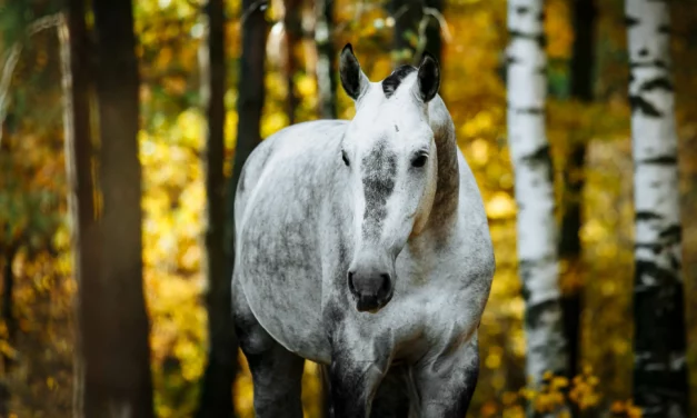 Herbal Advice: Birch