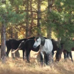 Pasture care: the sun takes what we give