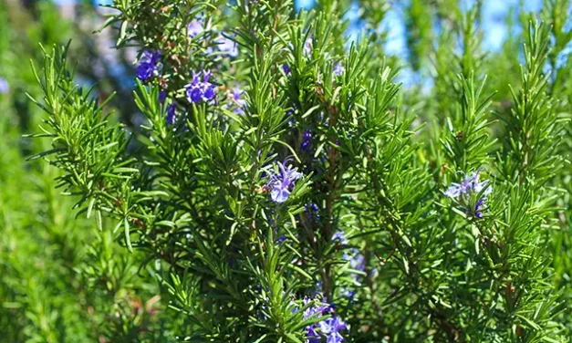 Herbal Advice : Rosemary