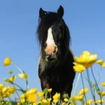 Buttercups and sorrel: uninvited guests on the horse pasture