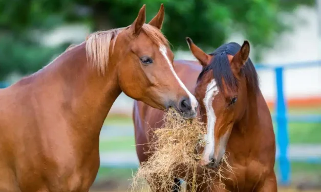 Adlib hay – do horses get fat when fed hay freely (24/7)?