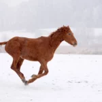 Bringing a poor doer through the winter