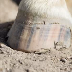 Is too much iron in the feed, the reason for poor hoof horn?