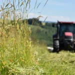 Making hay in a rainy summer: what should you look out for?
