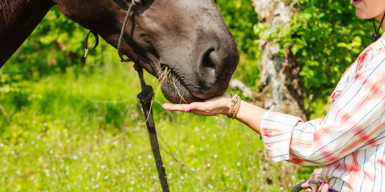 Understanding clicker training – more than just handing out treats