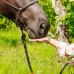 Understanding clicker training – more than just handing out treats