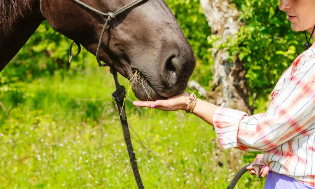 Understanding clicker training – more than just handing out treats