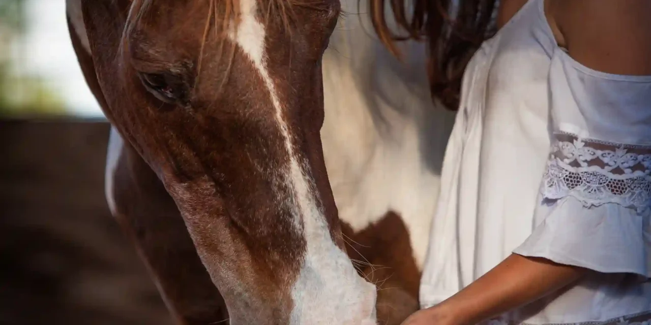 Brain Training for Senior Horses: Staying Mentally Fit in Old Age