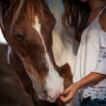 Brain Training for Senior Horses: Staying Mentally Fit in Old Age