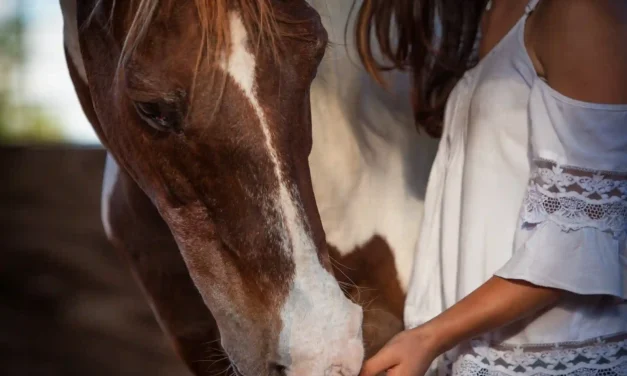 Brain Training for Senior Horses: Staying Mentally Fit in Old Age