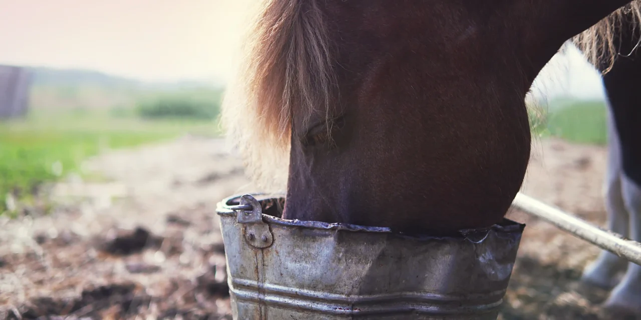 Feeding Senior Horses Properly: What Does an Older Horse Need?