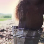 Feeding Senior Horses Properly: What Does an Older Horse Need?