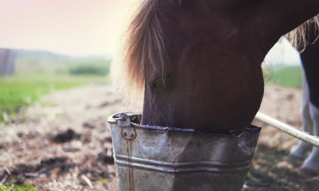 Feeding Senior Horses Properly: What Does an Older Horse Need?