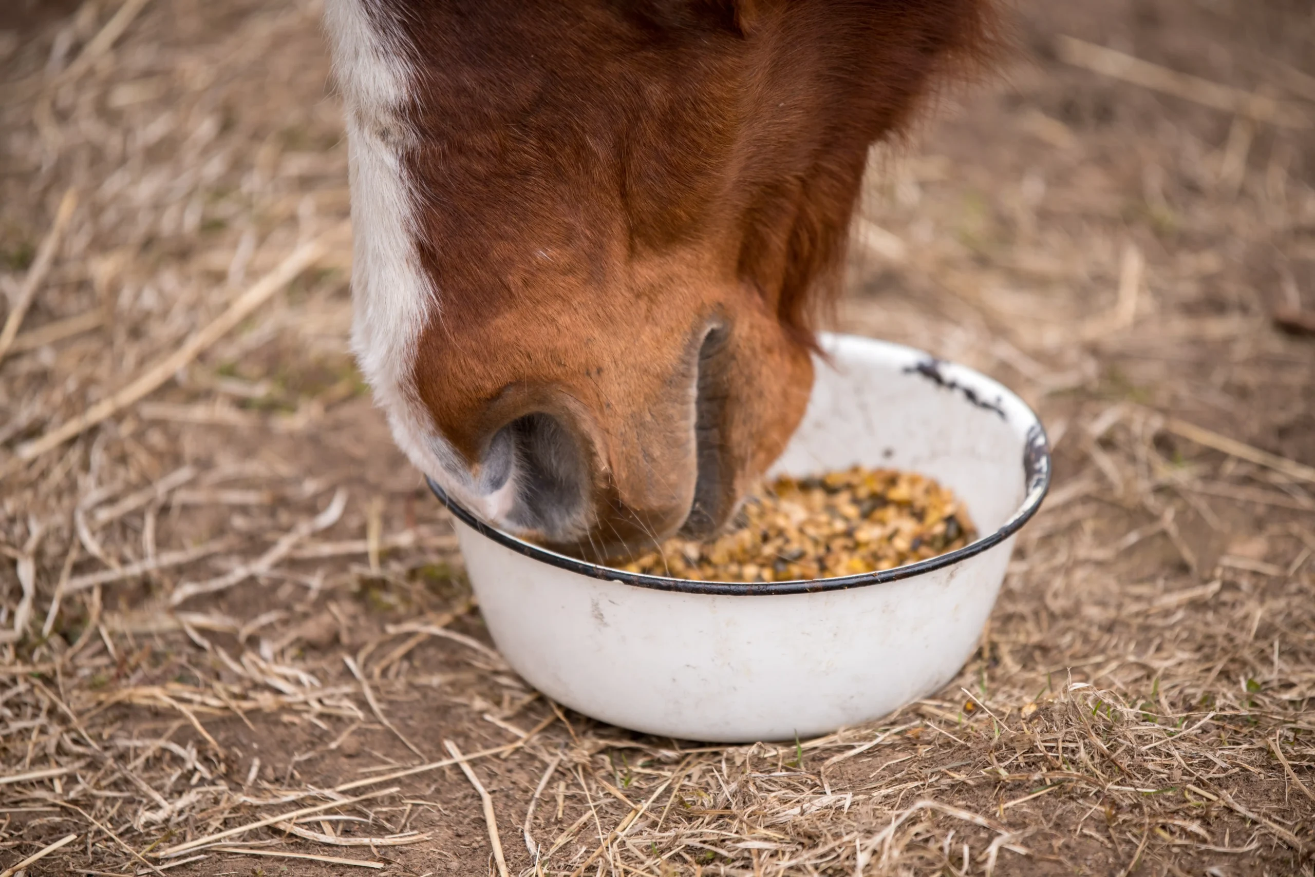 Horse eating from a trough on the ground