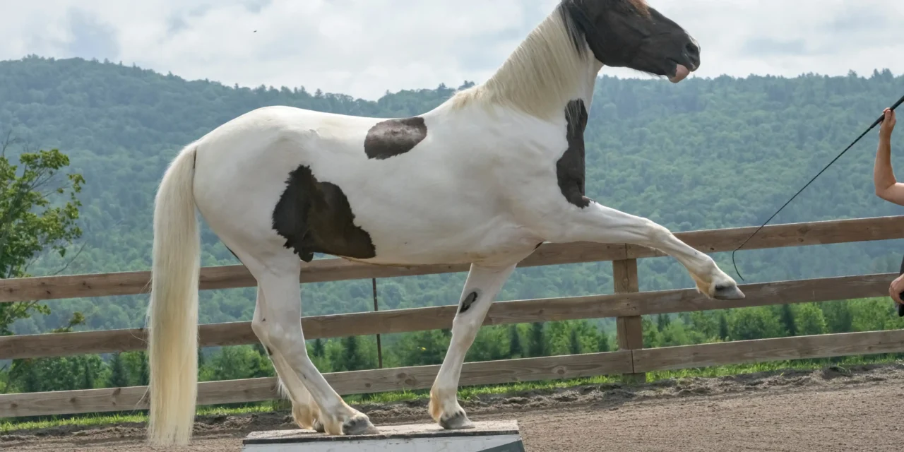 Clicker training and trick training – more than just a show