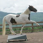 Clicker training and trick training – more than just a show