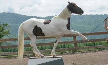 Clicker training and trick training – more than just a show
