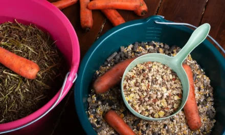 Senior Mueslis: Vitamin Boost or Waste of Money?