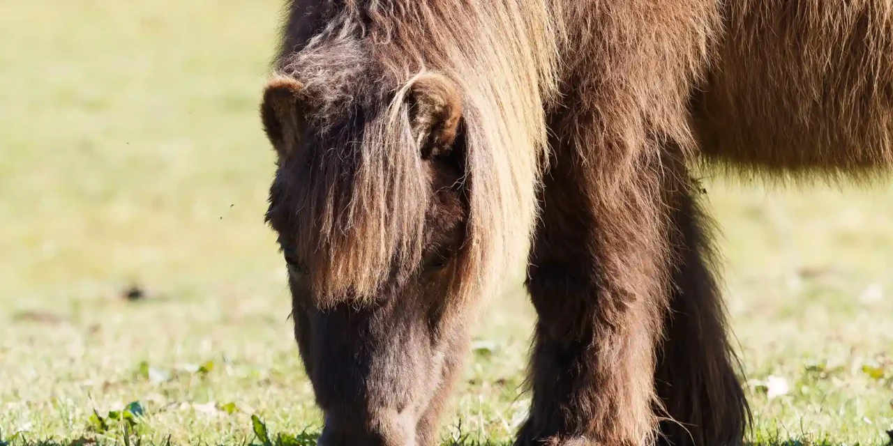 Temperature Management for Senior Horses: Essential Tips & Advice