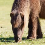 Temperature Management for Senior Horses: Essential Tips & Advice